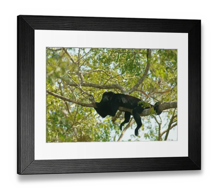 Framed Print : Black howler (Alouatta) male, Pantanal