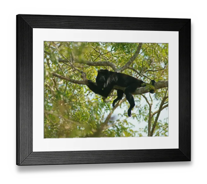 Framed Print : Black howler (Alouatta) male, Pantanal