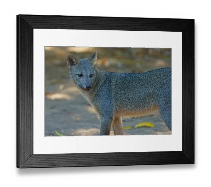 Framed Print : Maikong (Cerdocyon thous), Pantanal