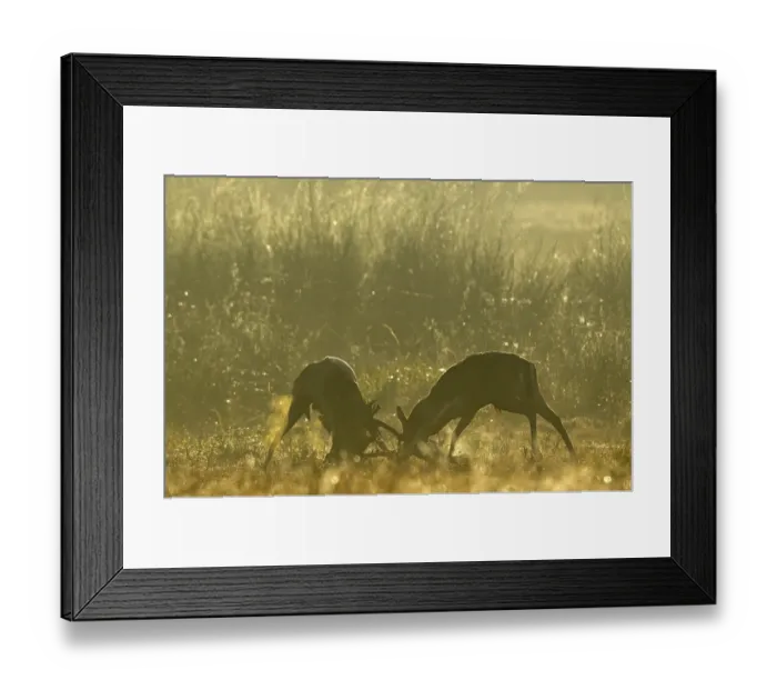 Framed Print : European fallow deer (dama dama) fighting during the rut