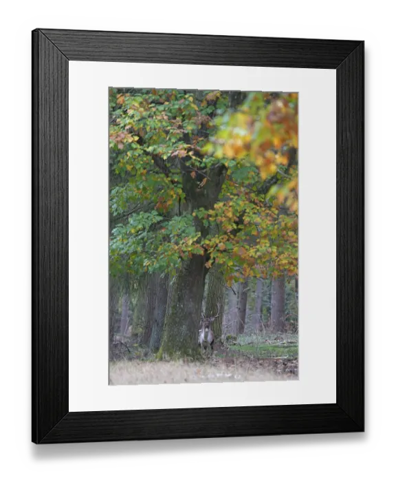 Framed Print : European fallow deer (dama dama), Hesse, Germany
