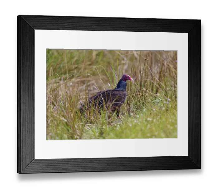 Framed Print : A vulture standing in the tall grass looking to the side