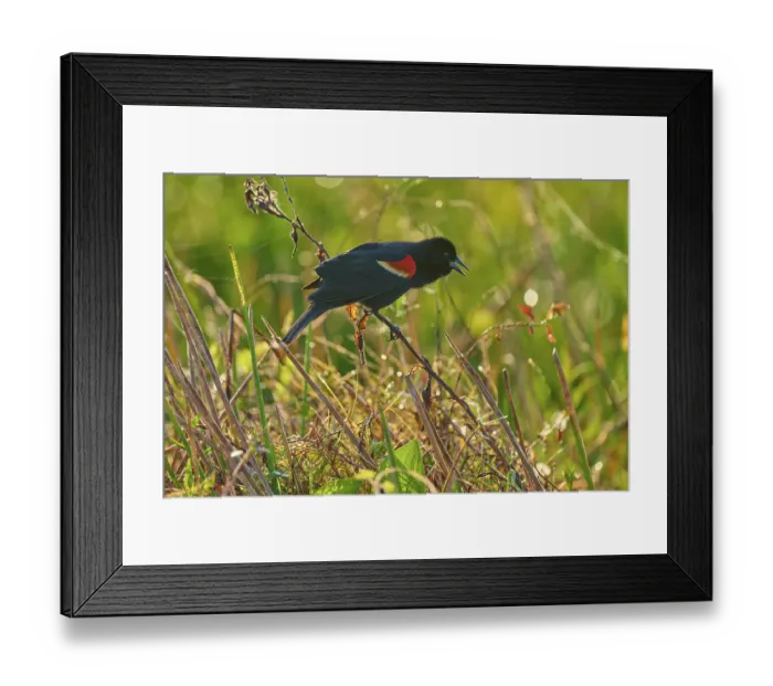 Framed Print : A small bird with red spots sits on a branch and cries into a green backdrop