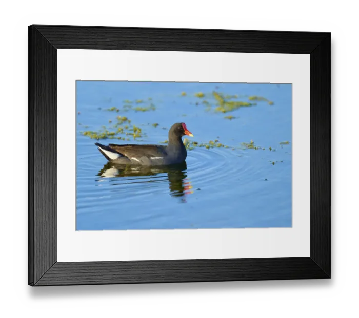 Framed Print : A moorhen swimming peacefully on blue water