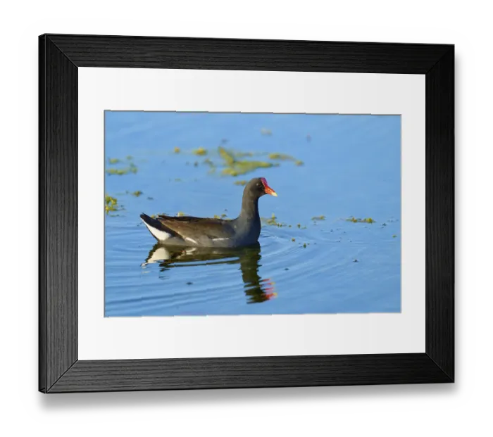 Framed Print : A moorhen moves calmly over the pleasant blue water surface Framed Print : A moorhen moves calmly over the pleasant blue water surface