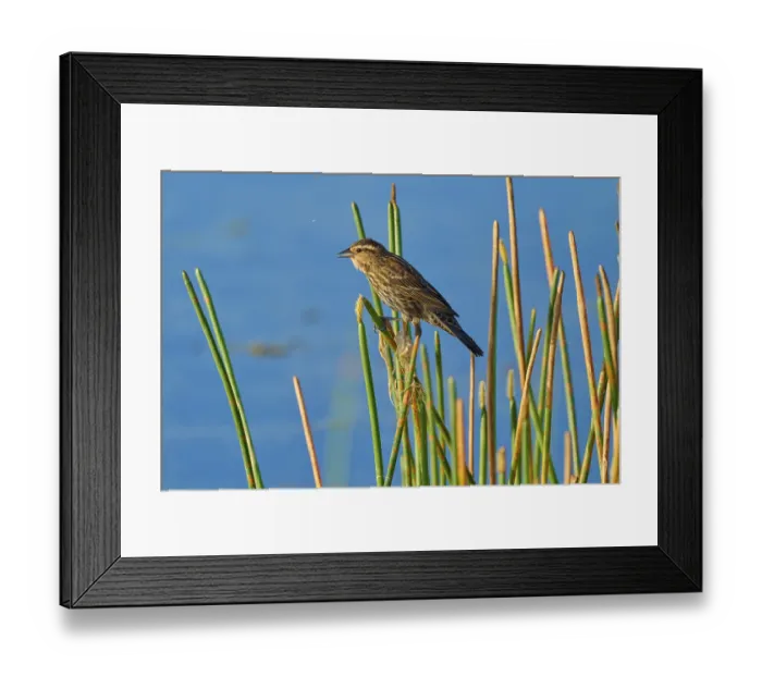 Framed Print : A bird sits quietly on reeds by a lake under a blue sky