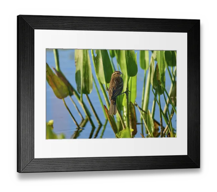 Framed Print : A songbird sits with legs crossed in green plants against a background of clear water