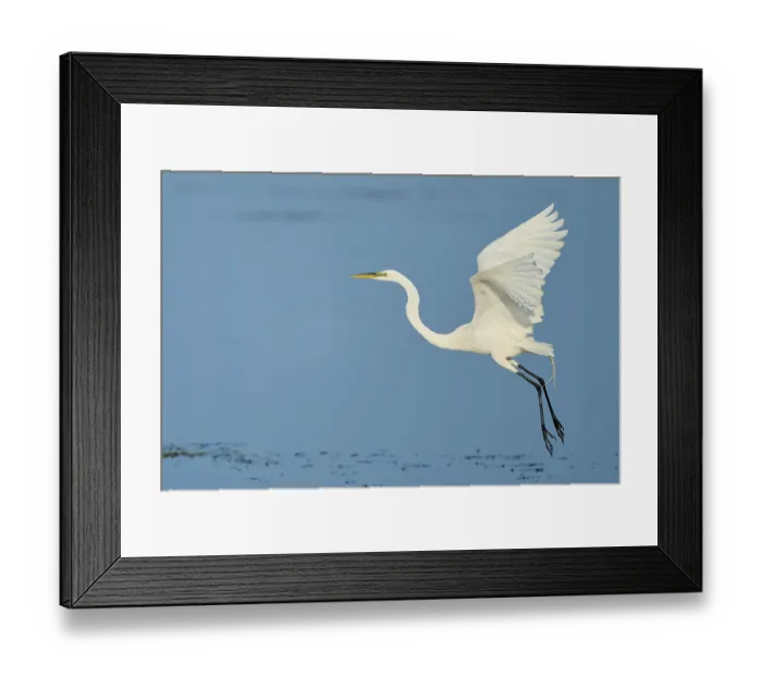 Framed Print : A heron takes off from the surface of the water with its wings spread wide Framed Print : A heron takes off from the surface of the water with its wings spread wide