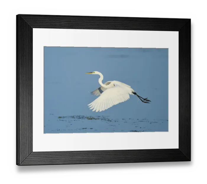 Framed Print : A heron flies elegantly with outstretched wings over the water Framed Print : A heron flies elegantly with outstretched wings over the water