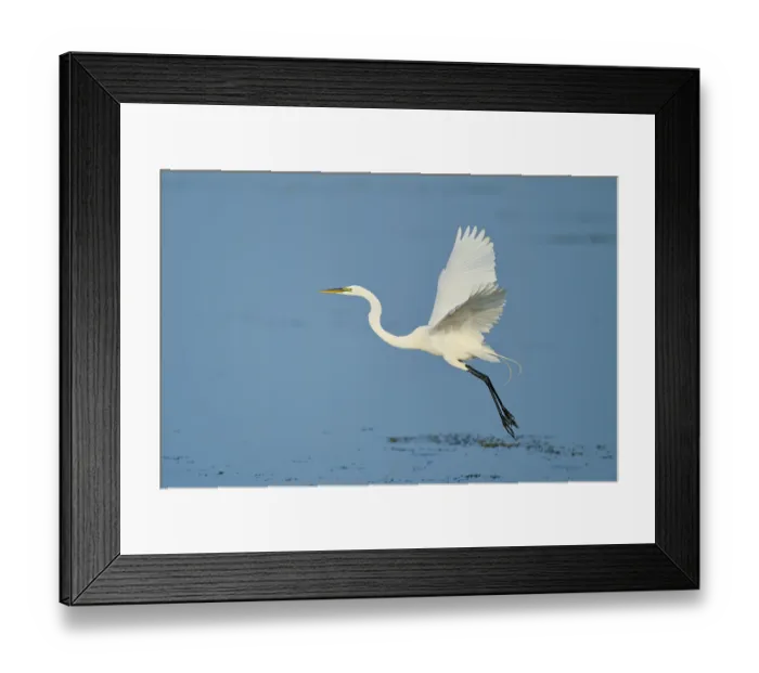 Framed Print : A heron flies gracefully over the water with its wings raised Framed Print : A heron flies gracefully over the water with its wings raised