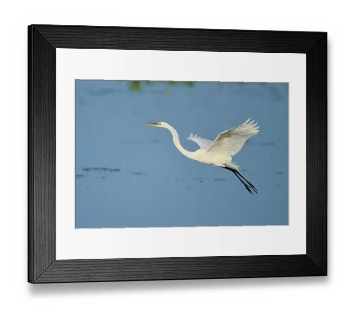 Framed Print : A white egret spreads its wings in flight against a blue sky Framed Print : A white egret spreads its wings in flight against a blue sky