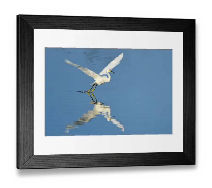 Framed Print : A heron touches the water with its claws during flight Framed Print : A heron touches the water with its claws during flight