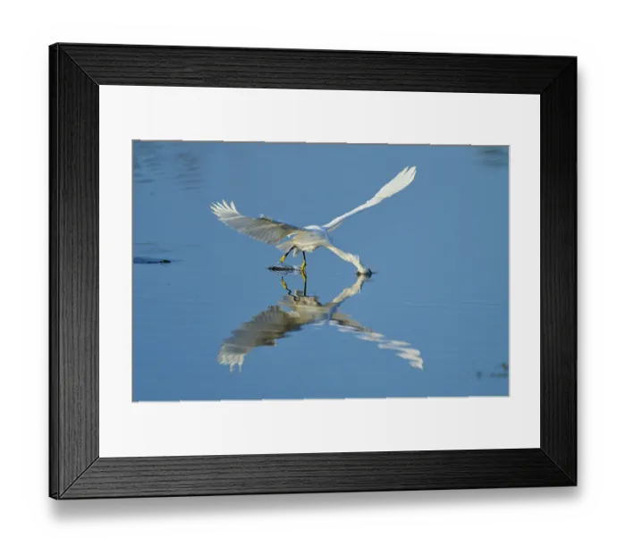 Framed Print : A heron gently touches the water with its beak in flight
