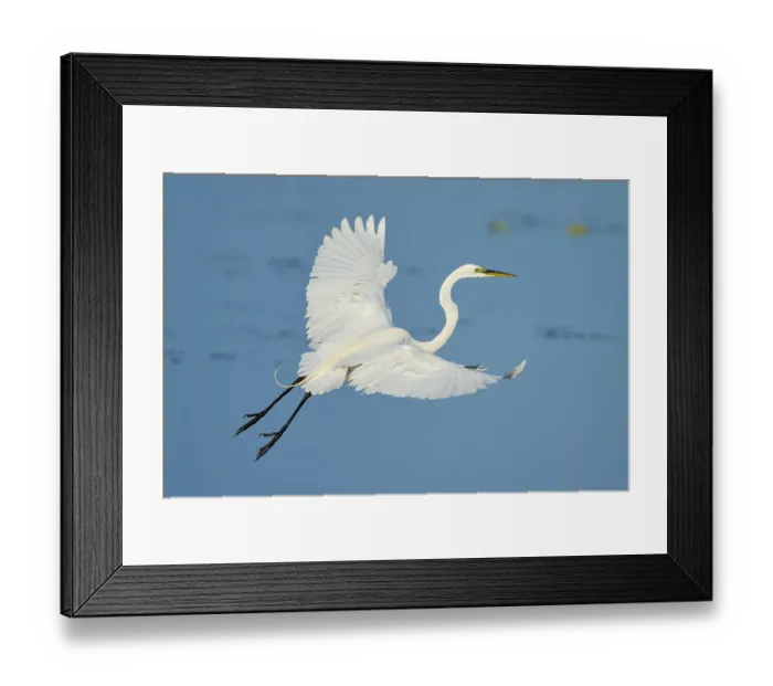 Framed Print : Heron in elegant flight with upstretched wings against blue sky Framed Print : Heron in elegant flight with upstretched wings against blue sky