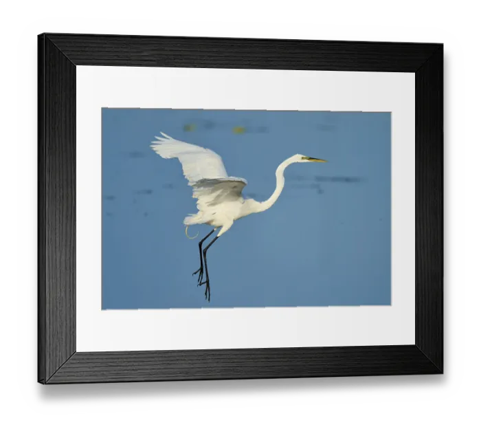 Framed Print : The heron flies with raised wings through a clear sky