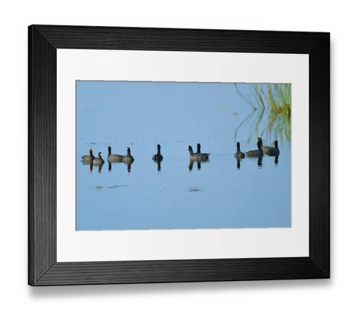 Framed Print : Group of coots swimming in clear blue water with soft reflections