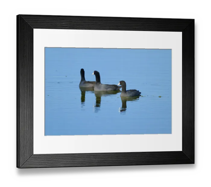 Framed Print : Three coots swimming in calm water with clear reflections of a natural environment
