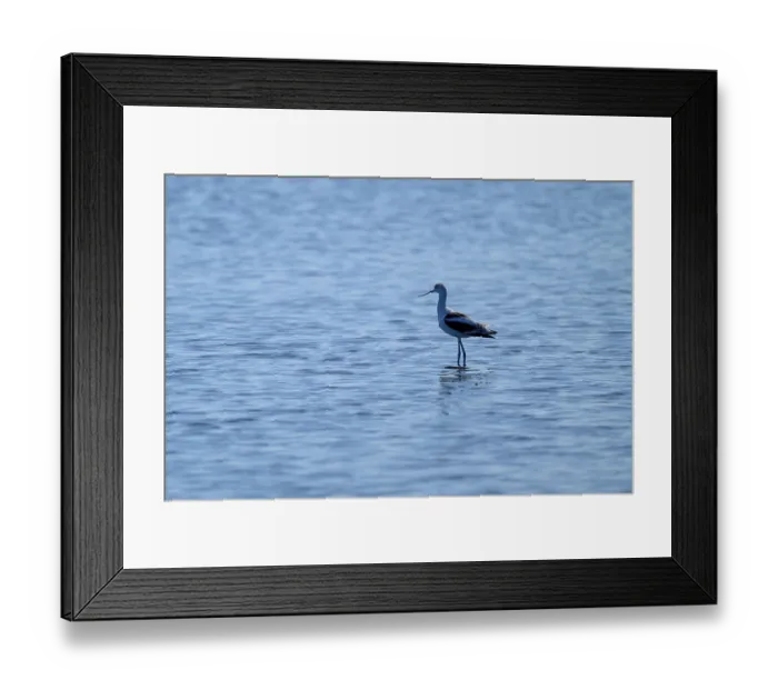 Framed Print : A single bird stands quietly in the blue water Framed Print : A single bird stands quietly in the blue water