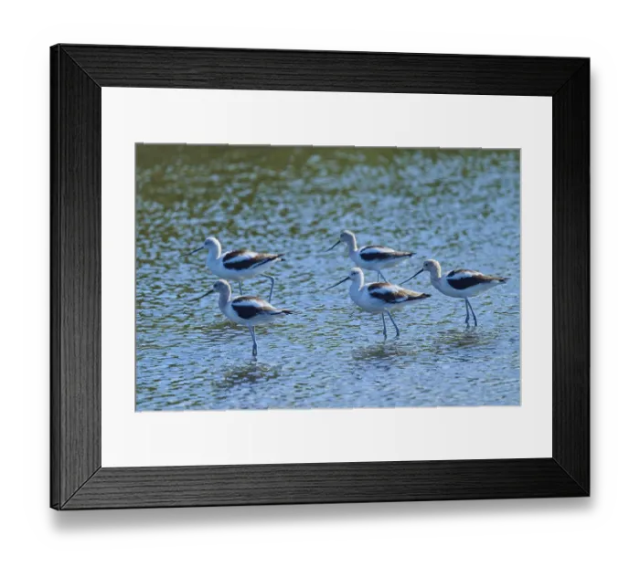 Framed Print : A group of birds stand in shallow water