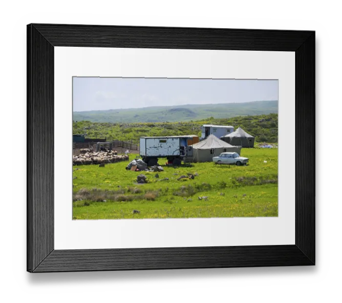Framed Print : Rural scene with vehicles, flock of sheep and tents in a meadow Framed Print : Rural scene with vehicles, flock of sheep and tents in a meadow