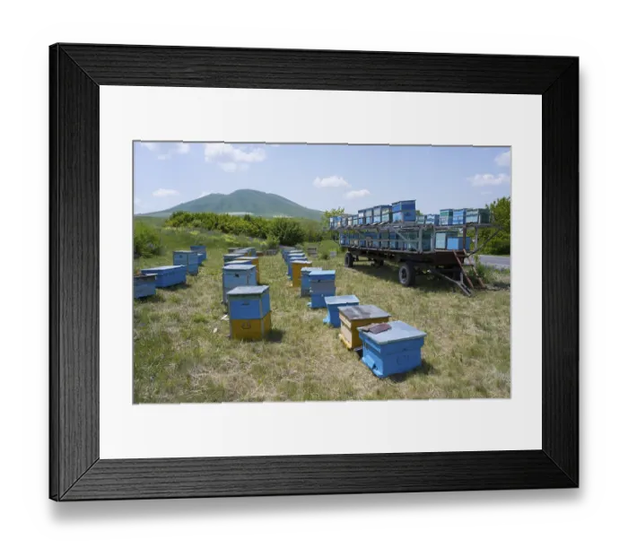 Framed Print : Numerous blue and yellow beehives stand in a flat meadow at the foot of a green hill Framed Print : Numerous blue and yellow beehives stand in a flat meadow at the foot of a green hill