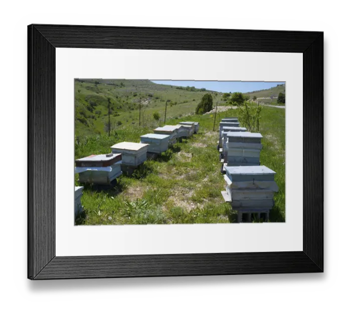 Framed Print : Row of beehives on a green meadow in a rural setting