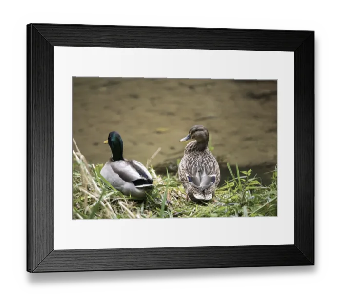 Framed Print : Mallard ducks resting together by the water's edge Framed Print : Mallard ducks resting together by the water's edge