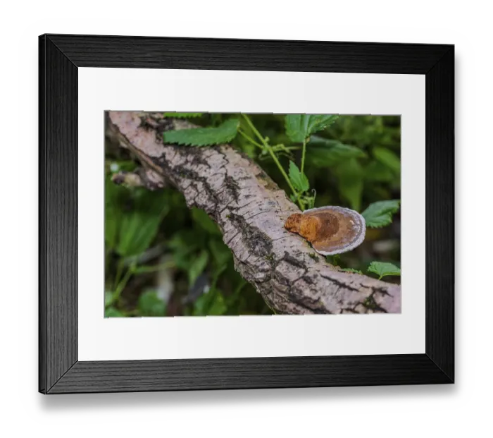 Framed Print : A colourful mushroom grows on a rustic tree trunk in the forest Framed Print : A colourful mushroom grows on a rustic tree trunk in the forest
