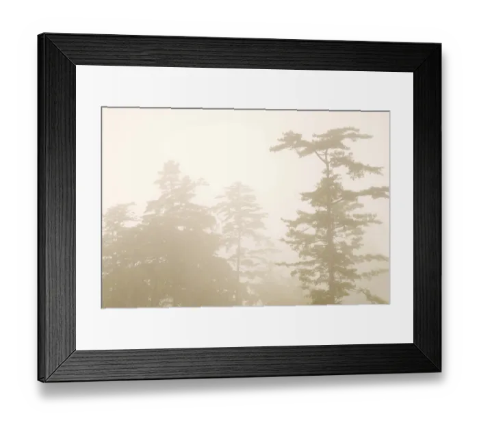 Framed Print : Pine tree in the forest with fog, natural woodland