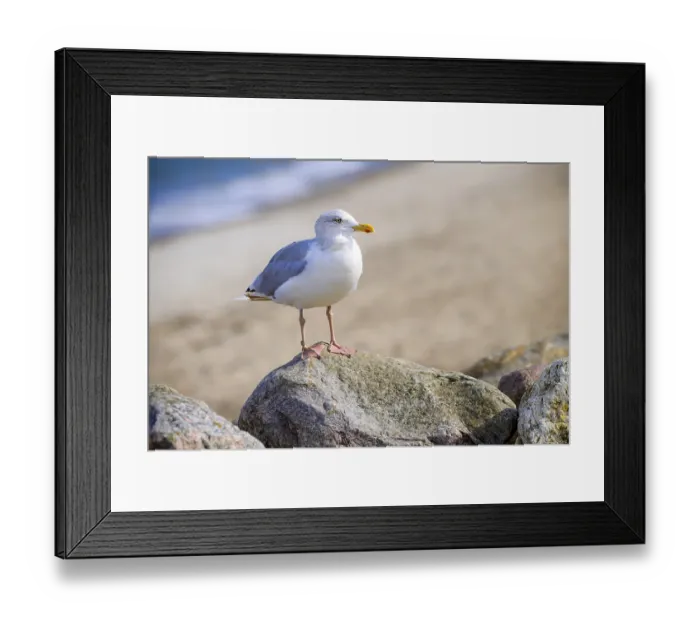 Framed Print : Herring Gull, Larus argentatus