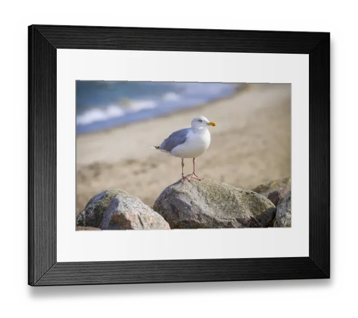 Framed Print : Herring Gull, Larus argentatus