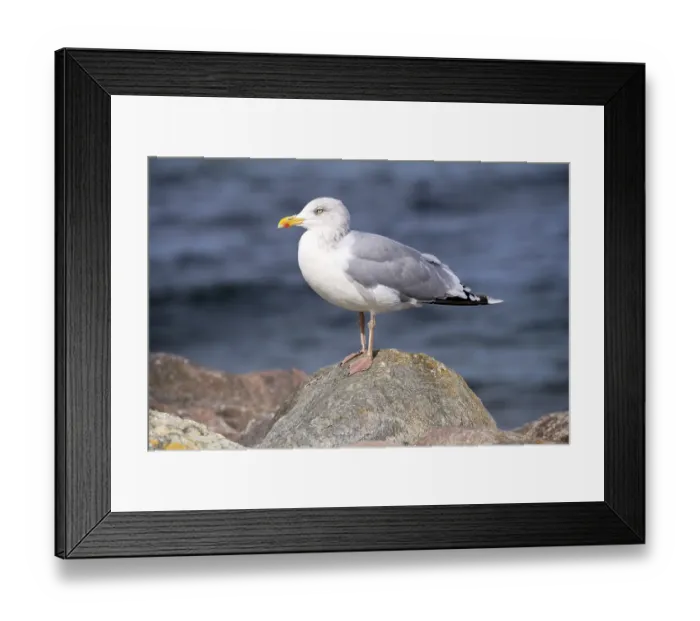 Framed Print : Herring Gull, Larus argentatus