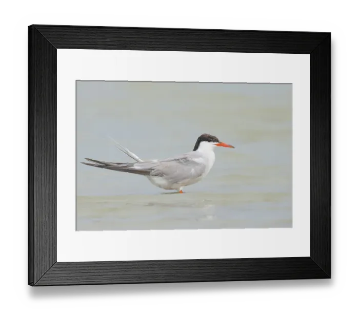 Framed Print : Common Tern (Sterna hirundo) standing in shallow water