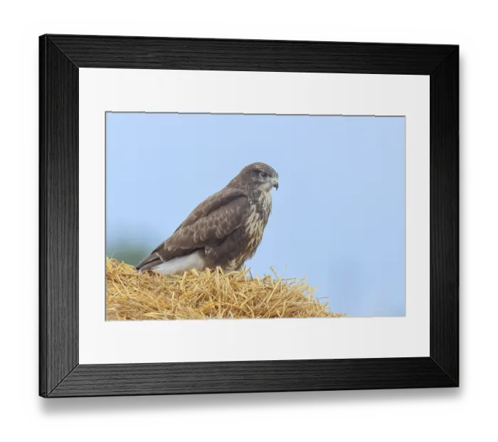 Framed Print : Buzzard (Buteo buteo) adult bird sitting on a pile of straw Framed Print : Buzzard (Buteo buteo) adult bird sitting on a pile of straw