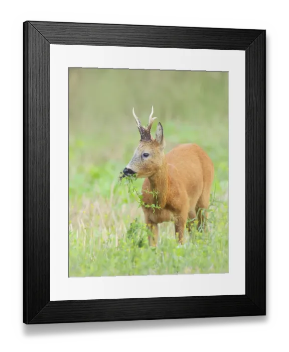 Framed Print : European roe deer (Capreolus capreolus)