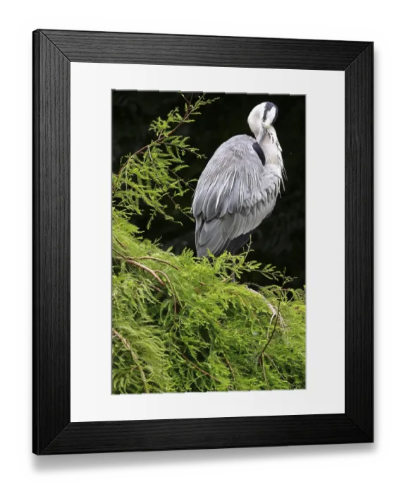 Framed Print : Grey heron on a tree, summer, Germany Framed Print : Grey heron on a tree, summer, Germany