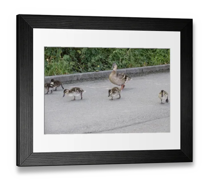 Framed Print : Ducks go for a walk, Summer, Germany