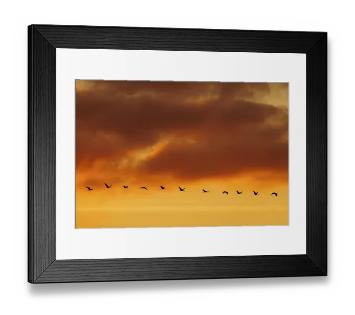 Framed Print : A loose row of flying birds in front of an orange-coloured