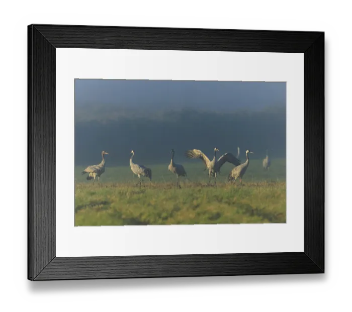 Framed Print : Cranes standing and walking in a meadow in the fog Framed Print : Cranes standing and walking in a meadow in the fog