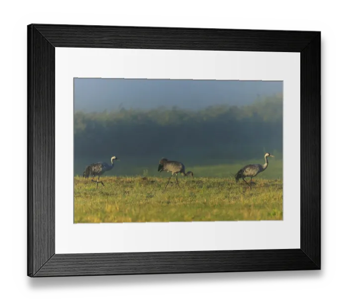 Framed Print : Three cranes walking in the meadow in dense fog Framed Print : Three cranes walking in the meadow in dense fog