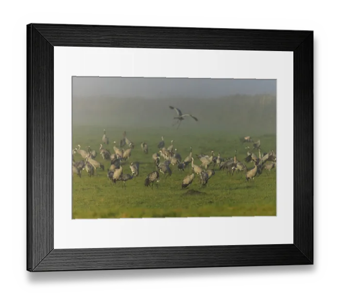 Framed Print : A large number of cranes gather on a foggy meadow