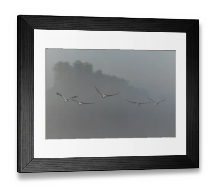 Framed Print : Five cranes flying in formation through the misty sky