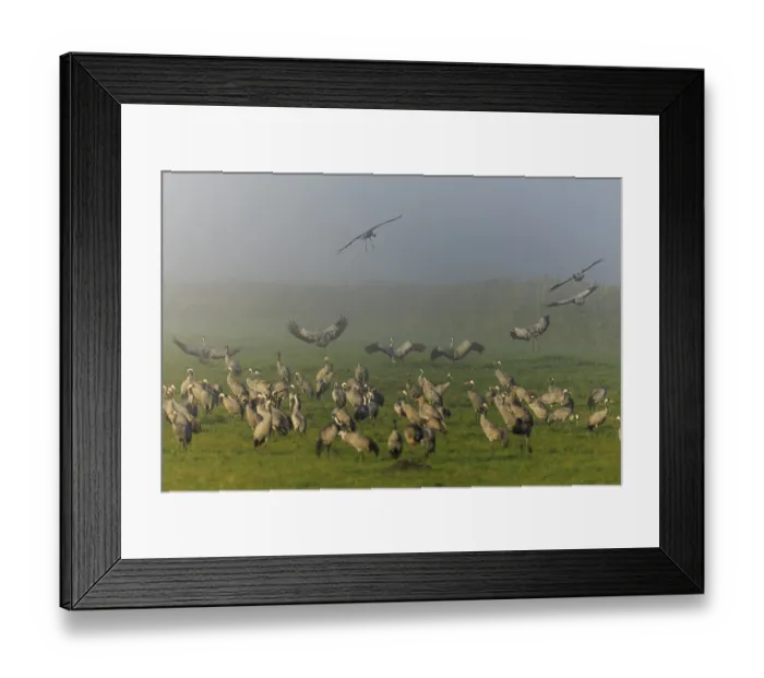 Framed Print : Cranes gather on a foggy meadow