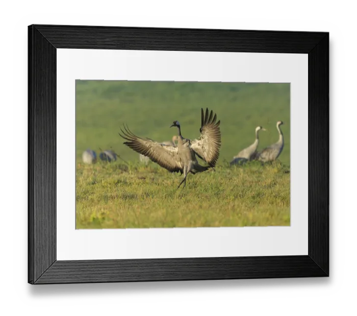 Framed Print : Crane landing gracefully with outstretched wings
