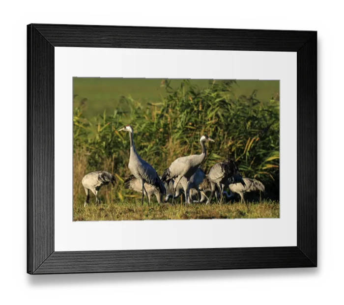Framed Print : A group of cranes stands in a meadow in front of tall reed grass