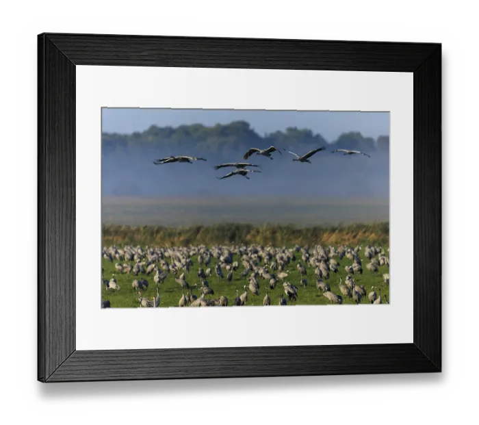 Framed Print : Large flock of cranes in a meadow Framed Print : Large flock of cranes in a meadow