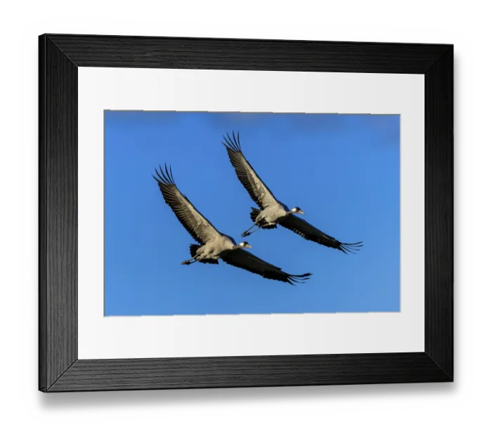 Framed Print : Pair of cranes in flight with wings spread wide in front of a blue sky