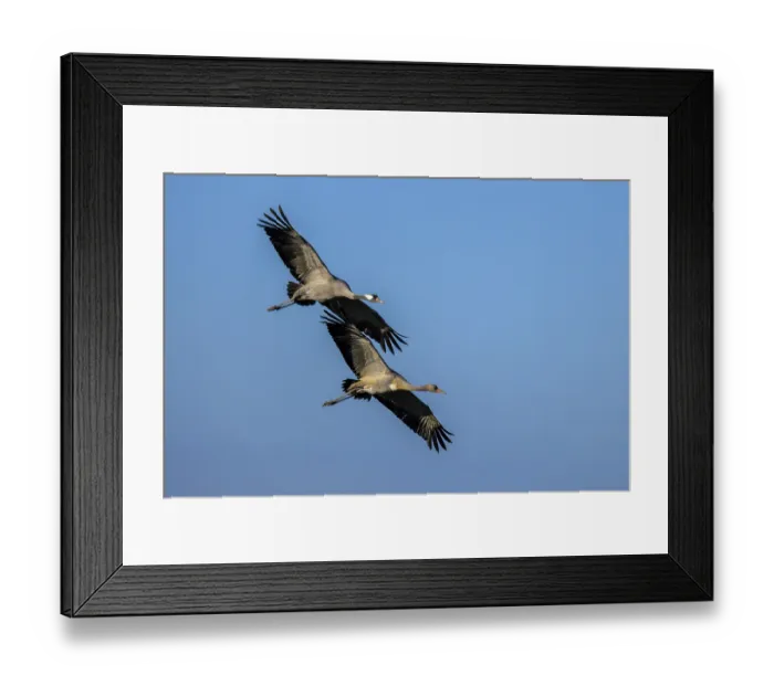 Framed Print : Two cranes in flight with spread wings in the blue sky