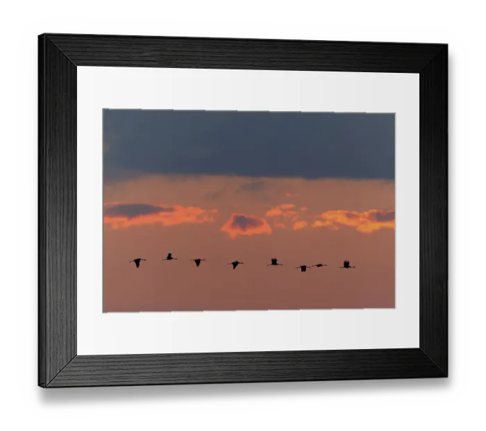 Framed Print : A group of cranes flies at sunset in front of a dramatic cloud backdrop Framed Print : A group of cranes flies at sunset in front of a dramatic cloud backdrop