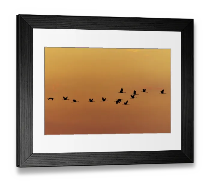 Framed Print : A group of cranes hovering in silence over a monochrome orange sky